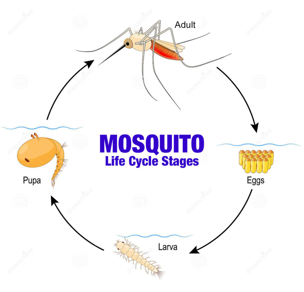 Protect Yourself From Mosquitoes | MosquitoBullies